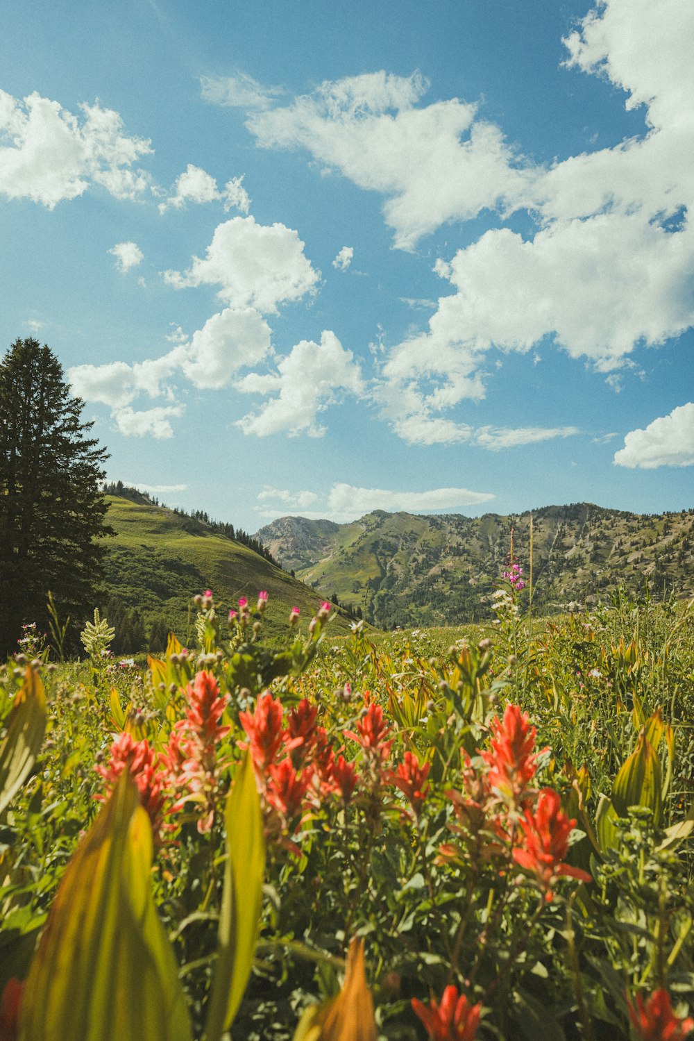 a lush green hillside covered in lots of red flowers