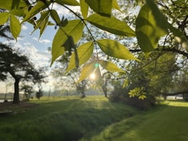 Sunlight filters through green leaves, creating a serene and peaceful atmosphere. The background features a grassy field bordered by trees, with a clear blue sky visible.