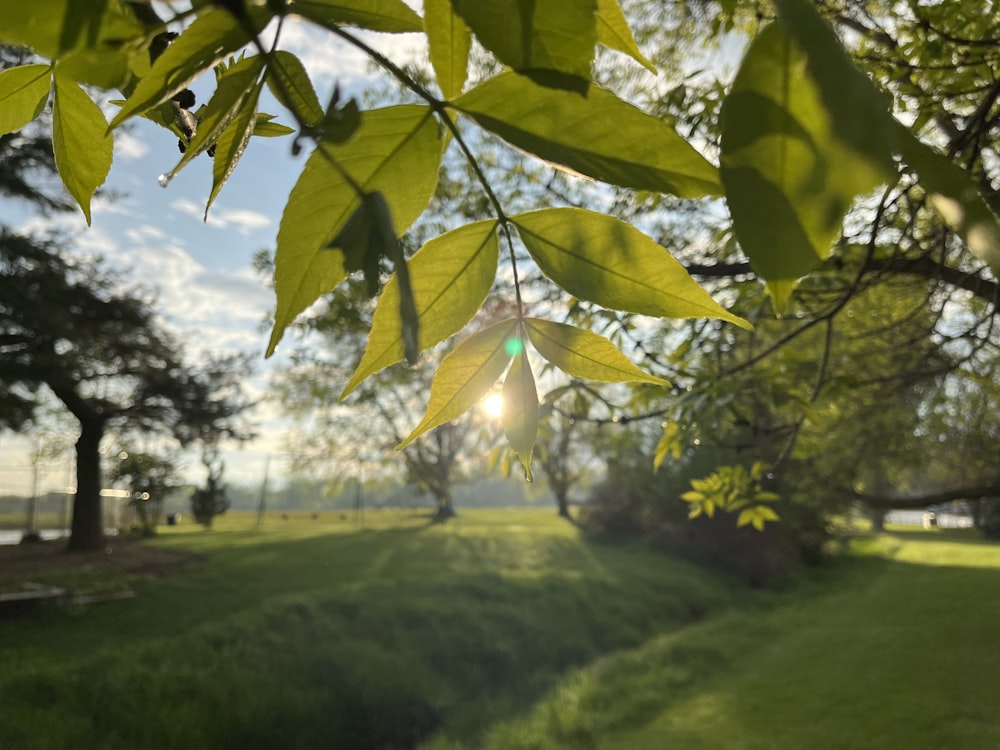 the sun shines through the leaves of a tree