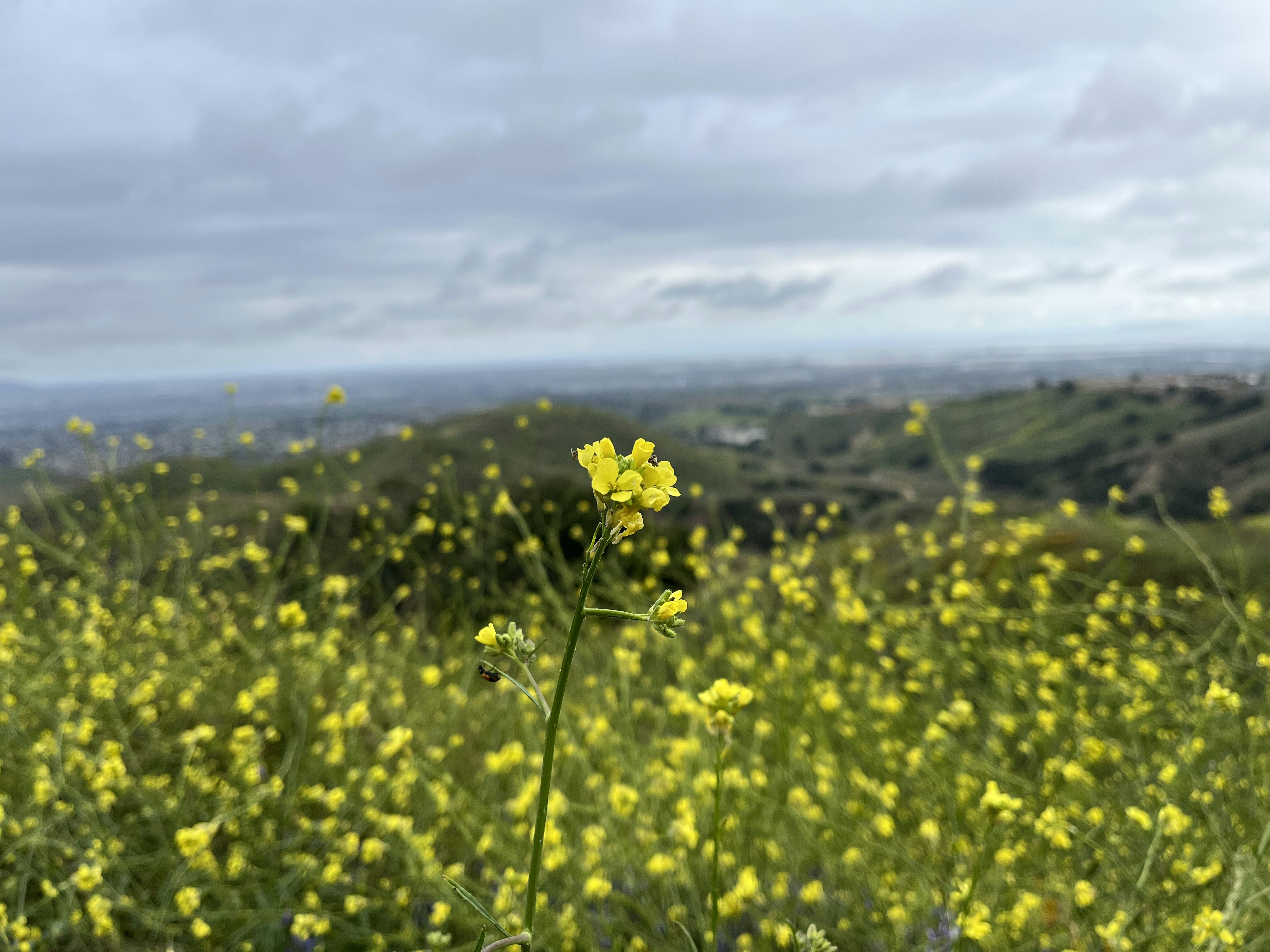 A yellow flower with a ladybug clinging to the stem