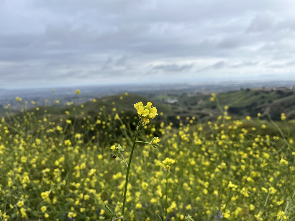 a field full of yellow flowers on a cloudy day