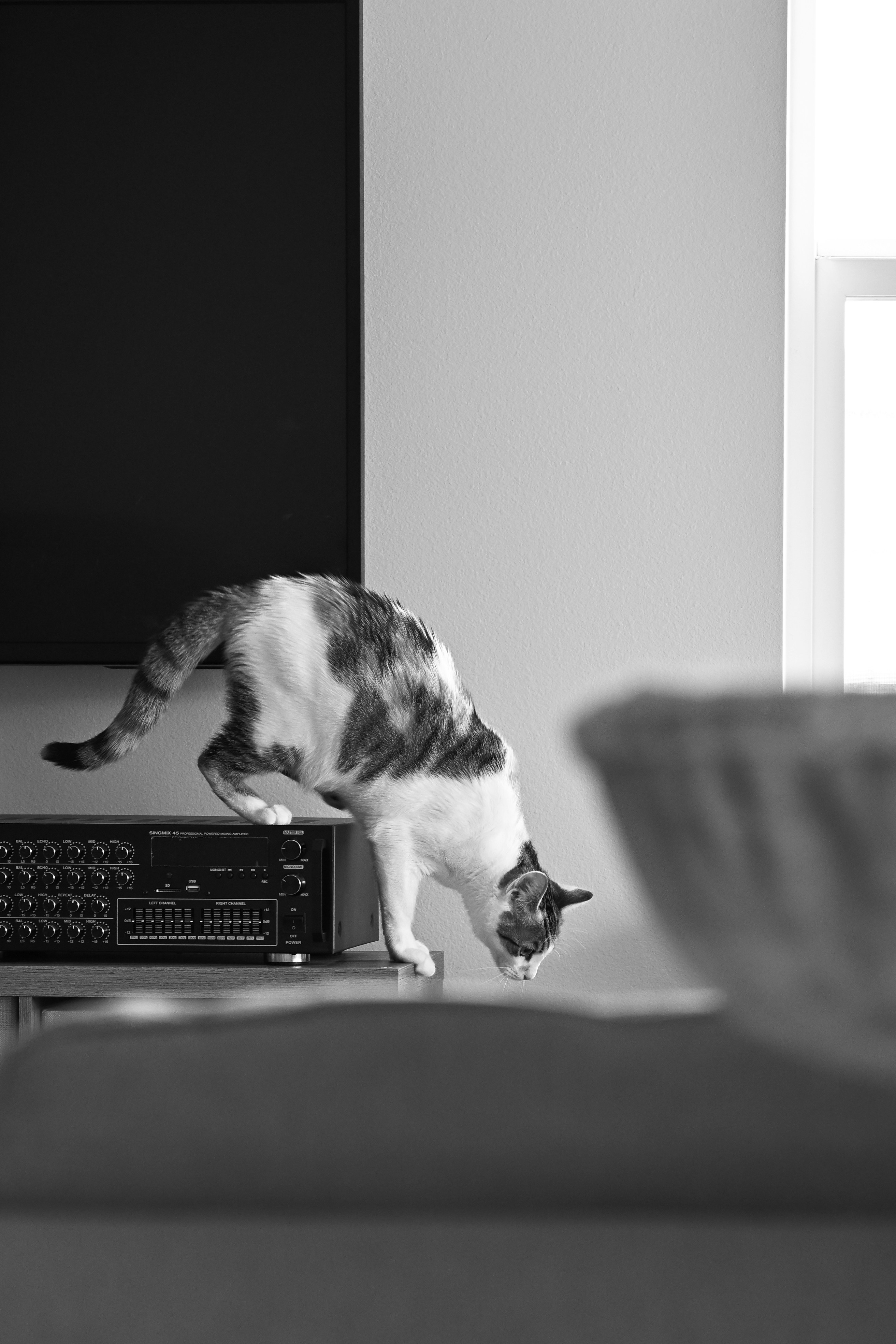 Helping Your Cat Embrace Play (image credits: unsplash)