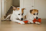 Two playful puppies gently tugging on a soft rope toy indoors.