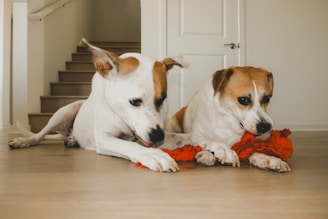 Two dogs are lying on the floor, holding and playing with a red rope toy. They appear to be focused and relaxed in a domestic indoor setting with a staircase visible in the background.