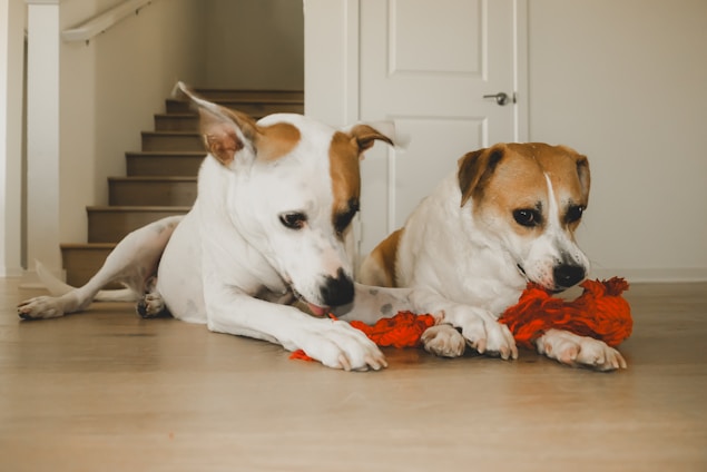 Two dogs are lying on the floor, holding and playing with a red rope toy. They appear to be focused and relaxed in a domestic indoor setting with a staircase visible in the background.