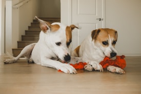 Two dogs are lying on the floor, holding and playing with a red rope toy. They appear to be focused and relaxed in a domestic indoor setting with a staircase visible in the background.