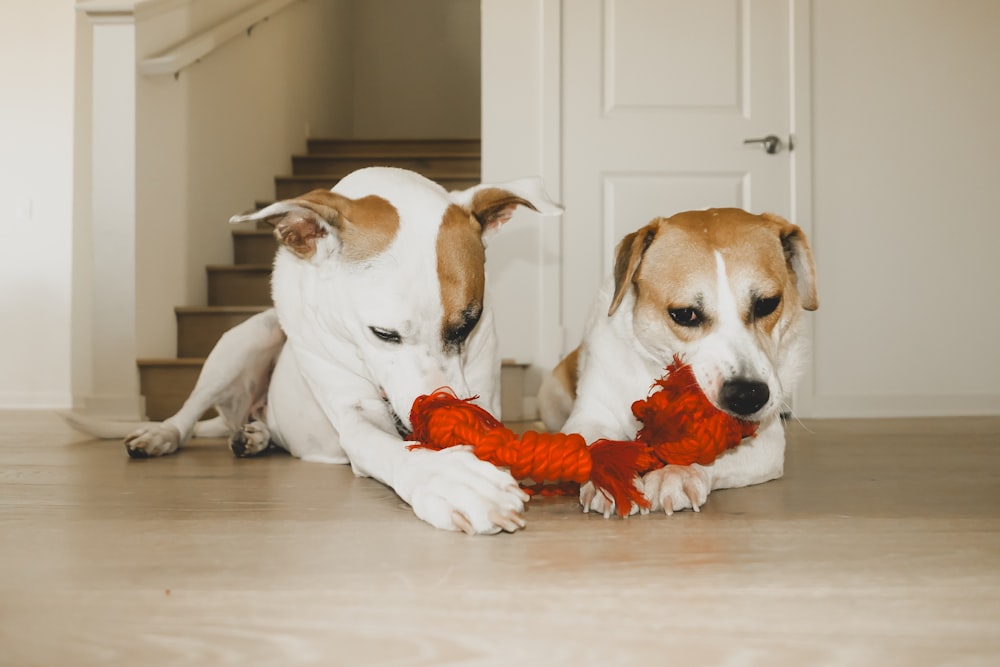 two dogs playing with a toy on the floor
