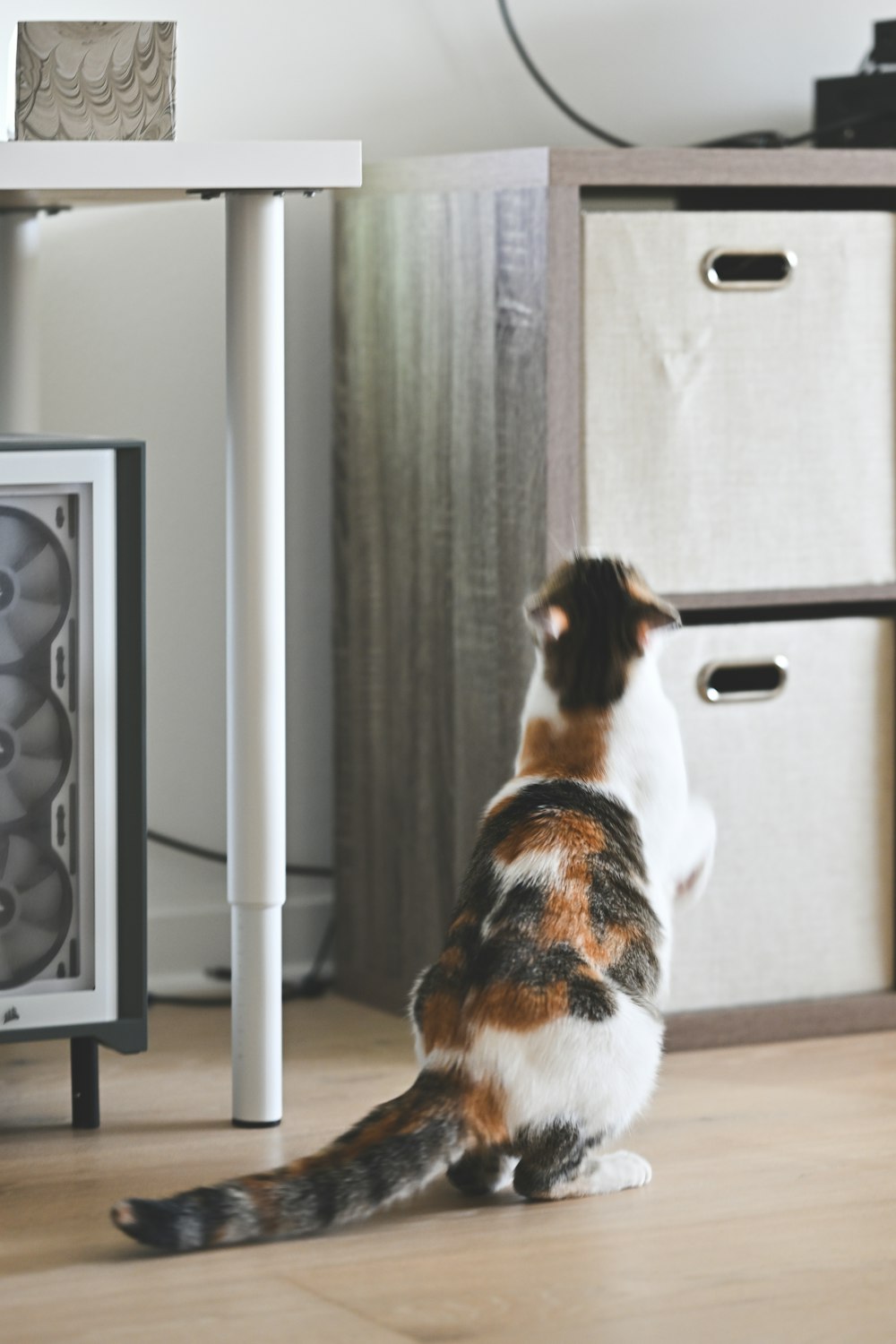 a cat sitting on the floor looking at a television