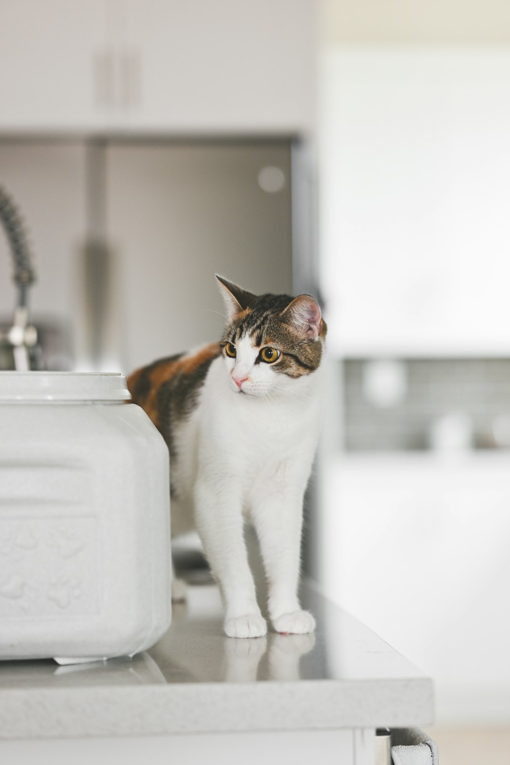 a cat standing on top of a kitchen counter