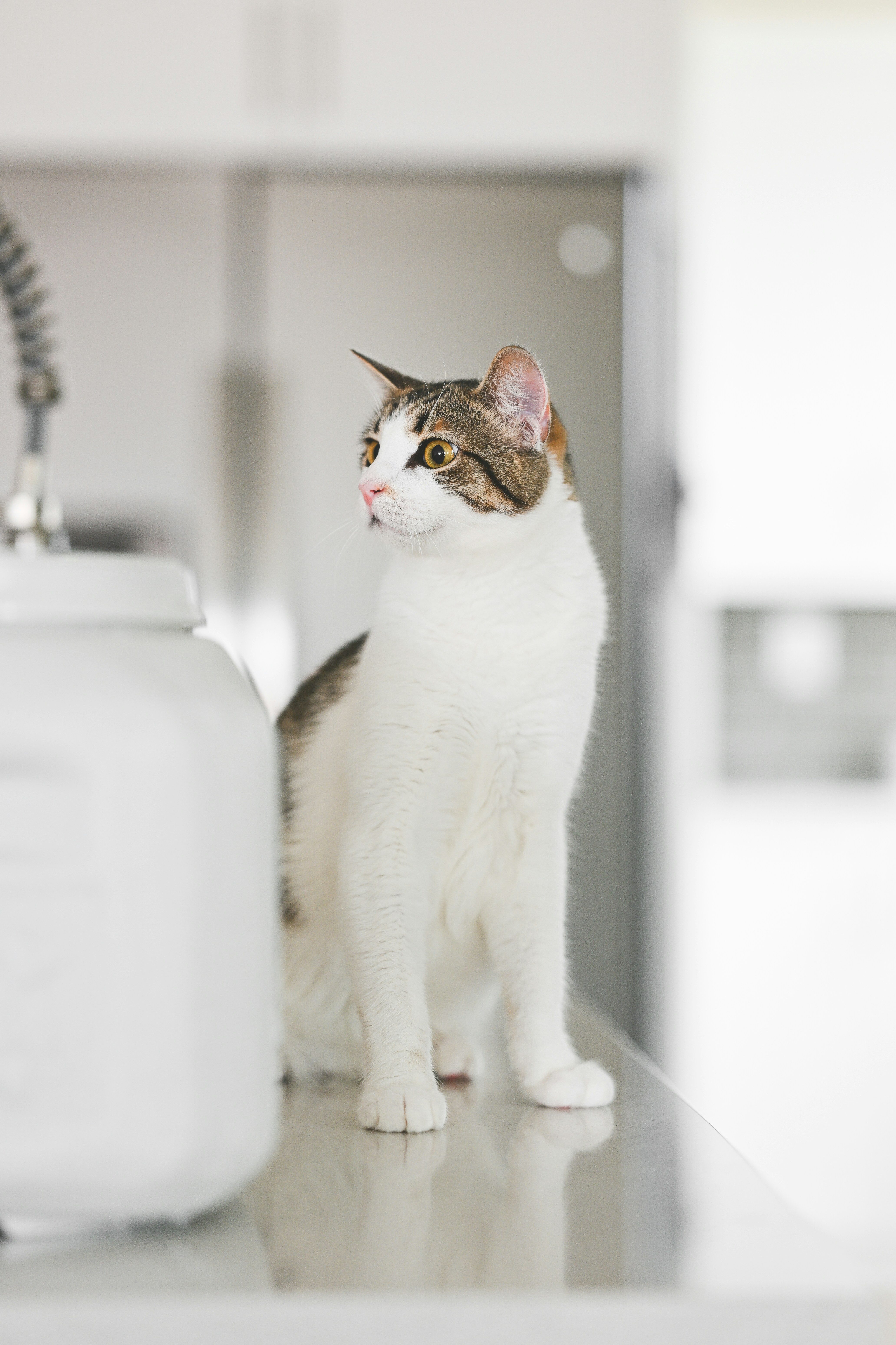 a cat sitting on a counter next to a faucet