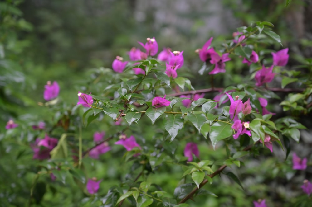 a bush with purple flowers and green leaves