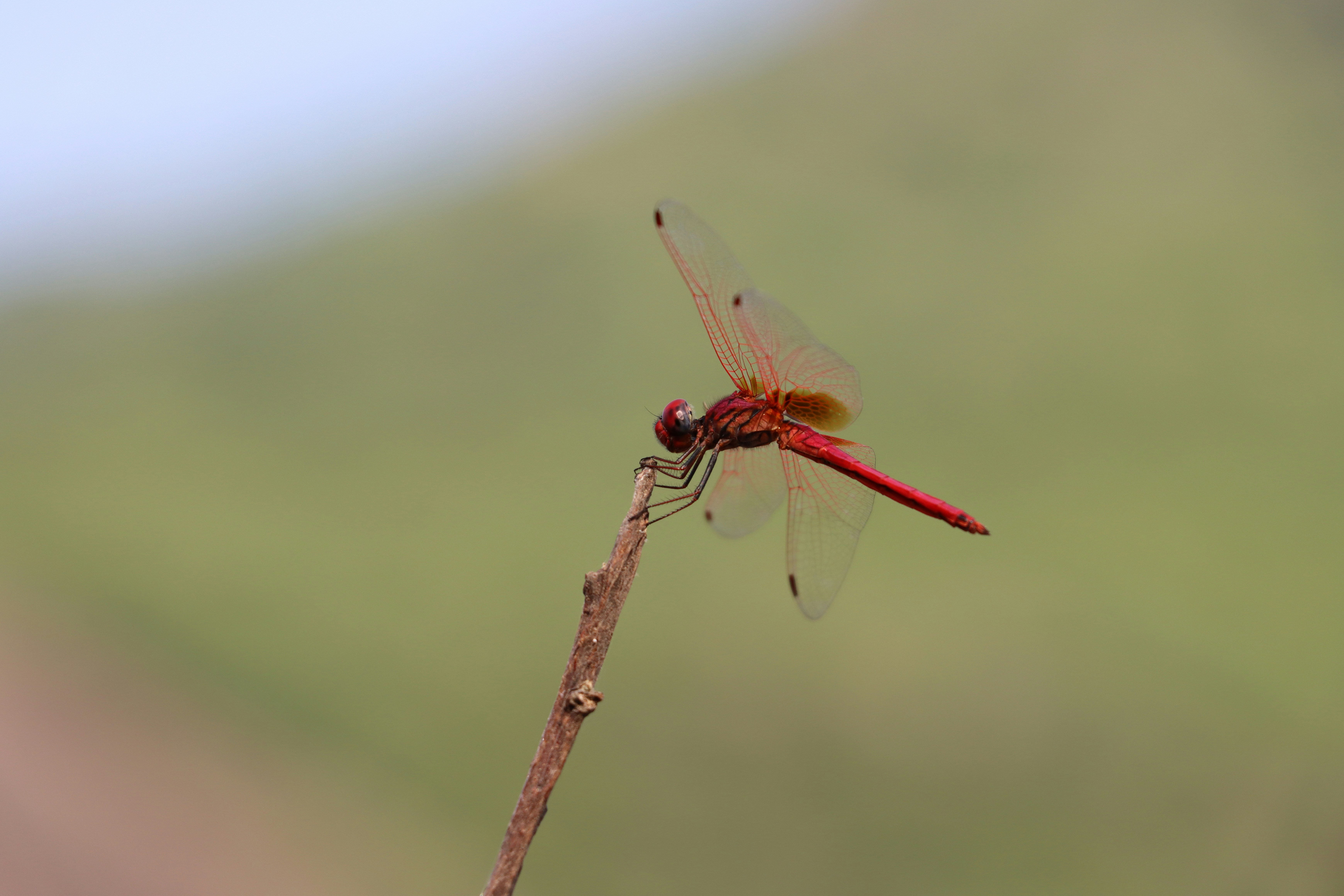 Photo by suresh___yadhav