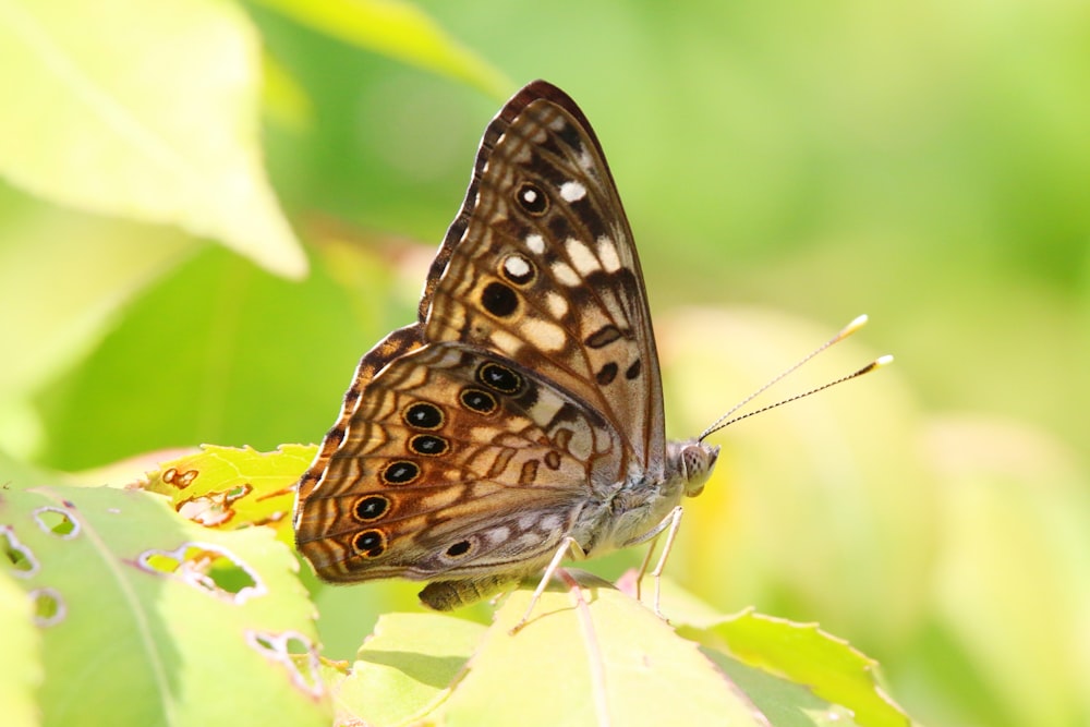 a close up of a butterfly on a leaf