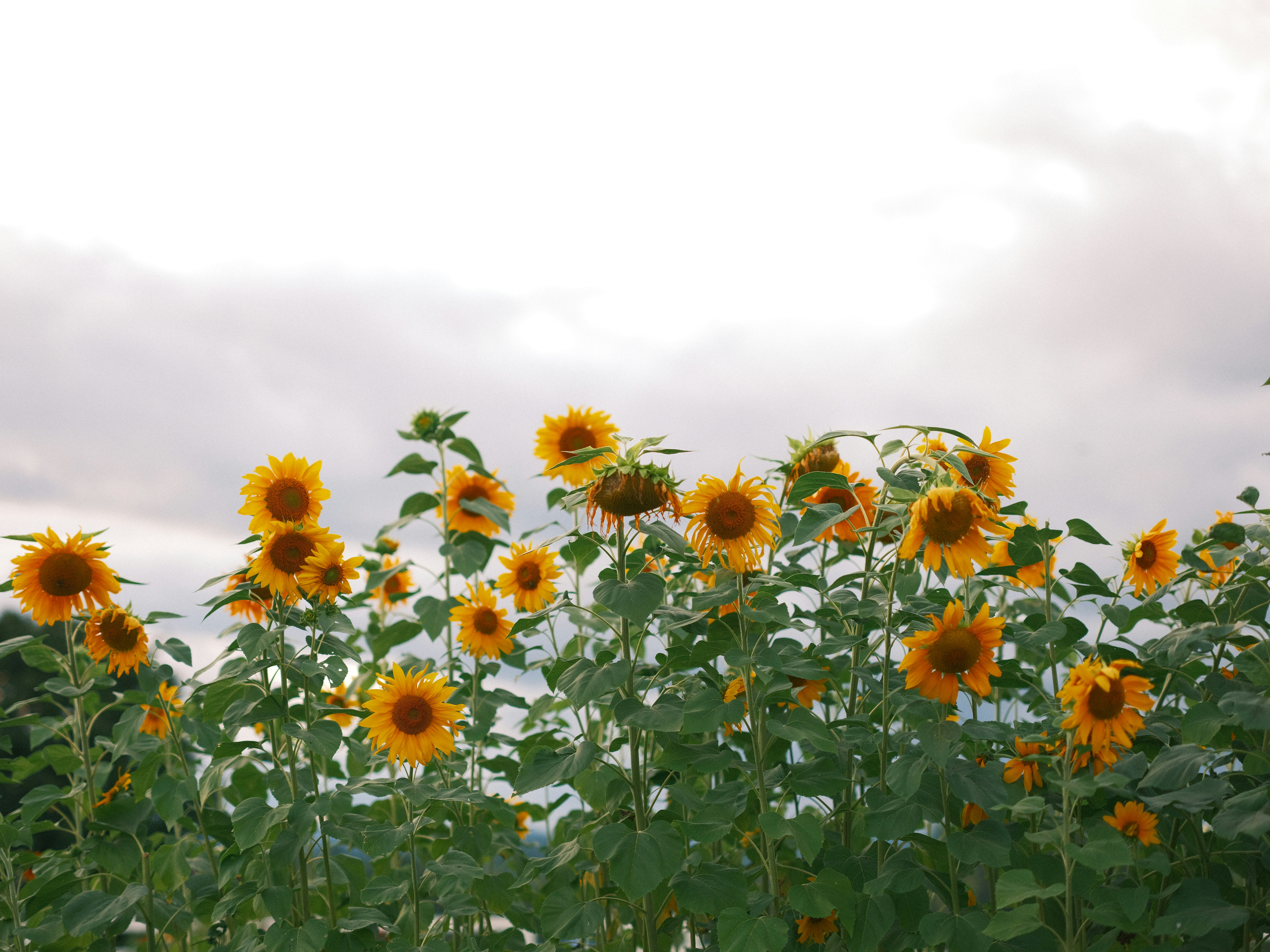 Photo by taylorheeryphoto