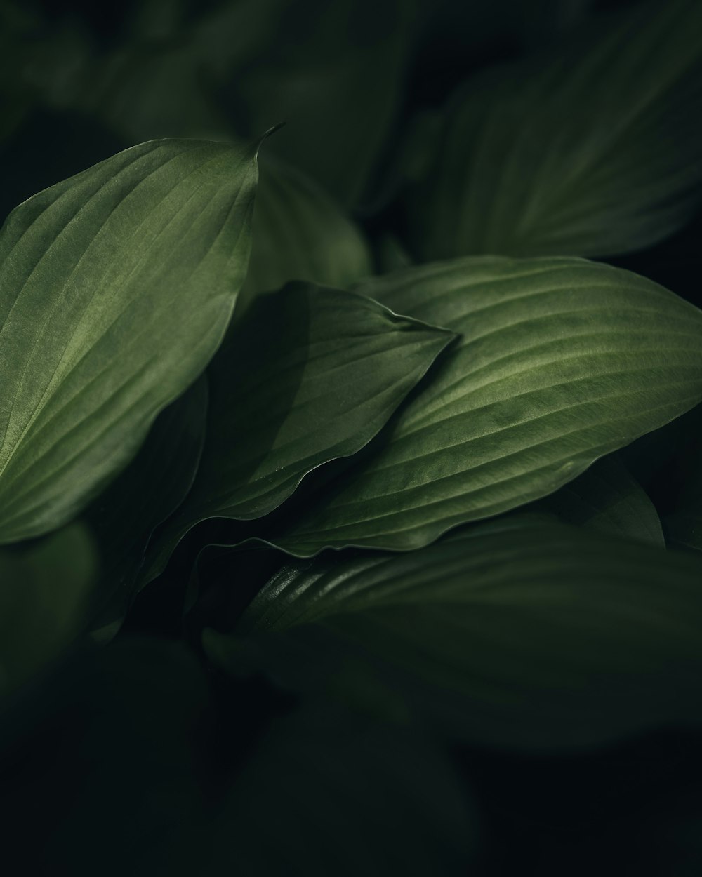 a close up of a green leafy plant