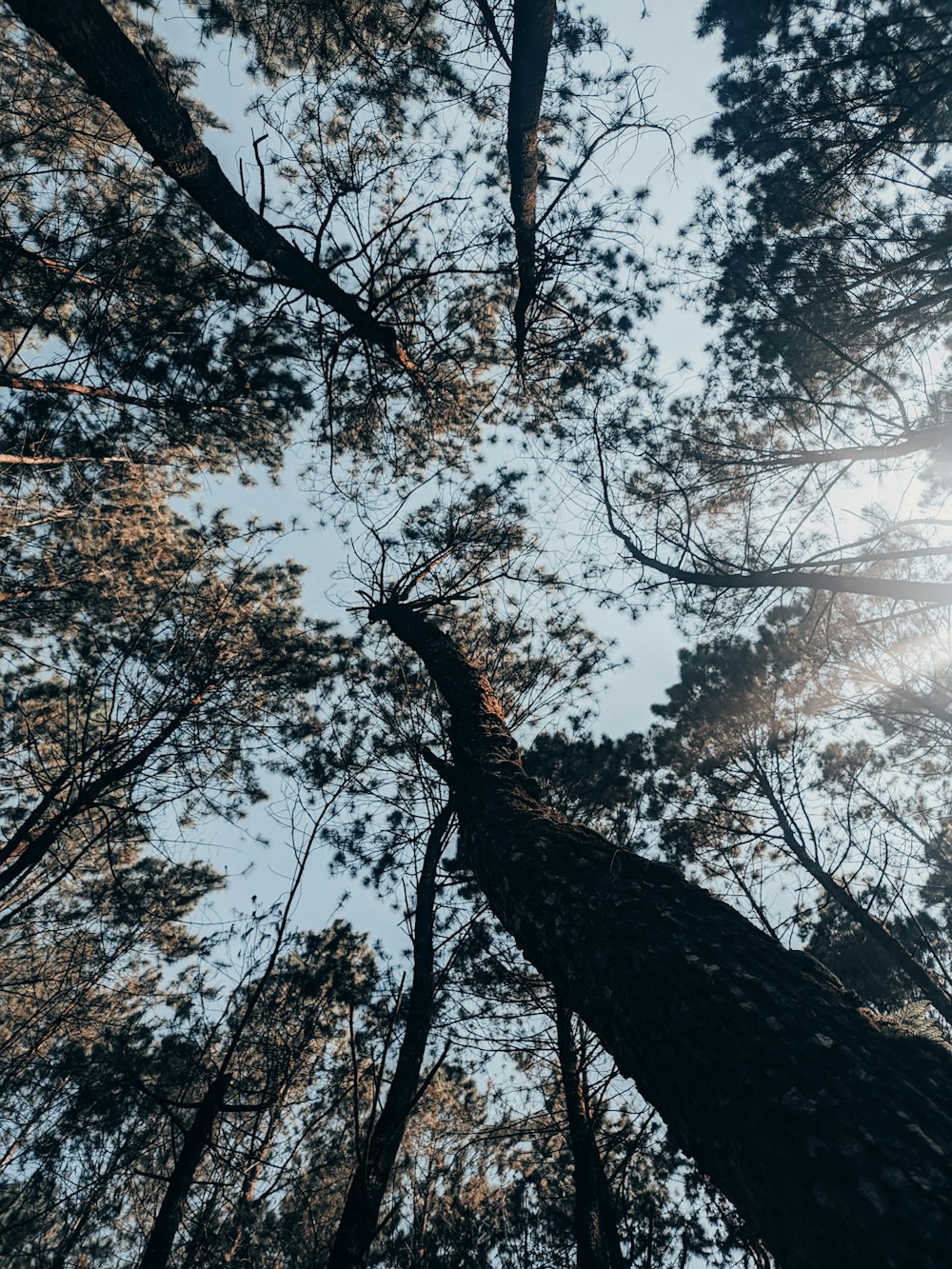 looking up at the tops of tall trees