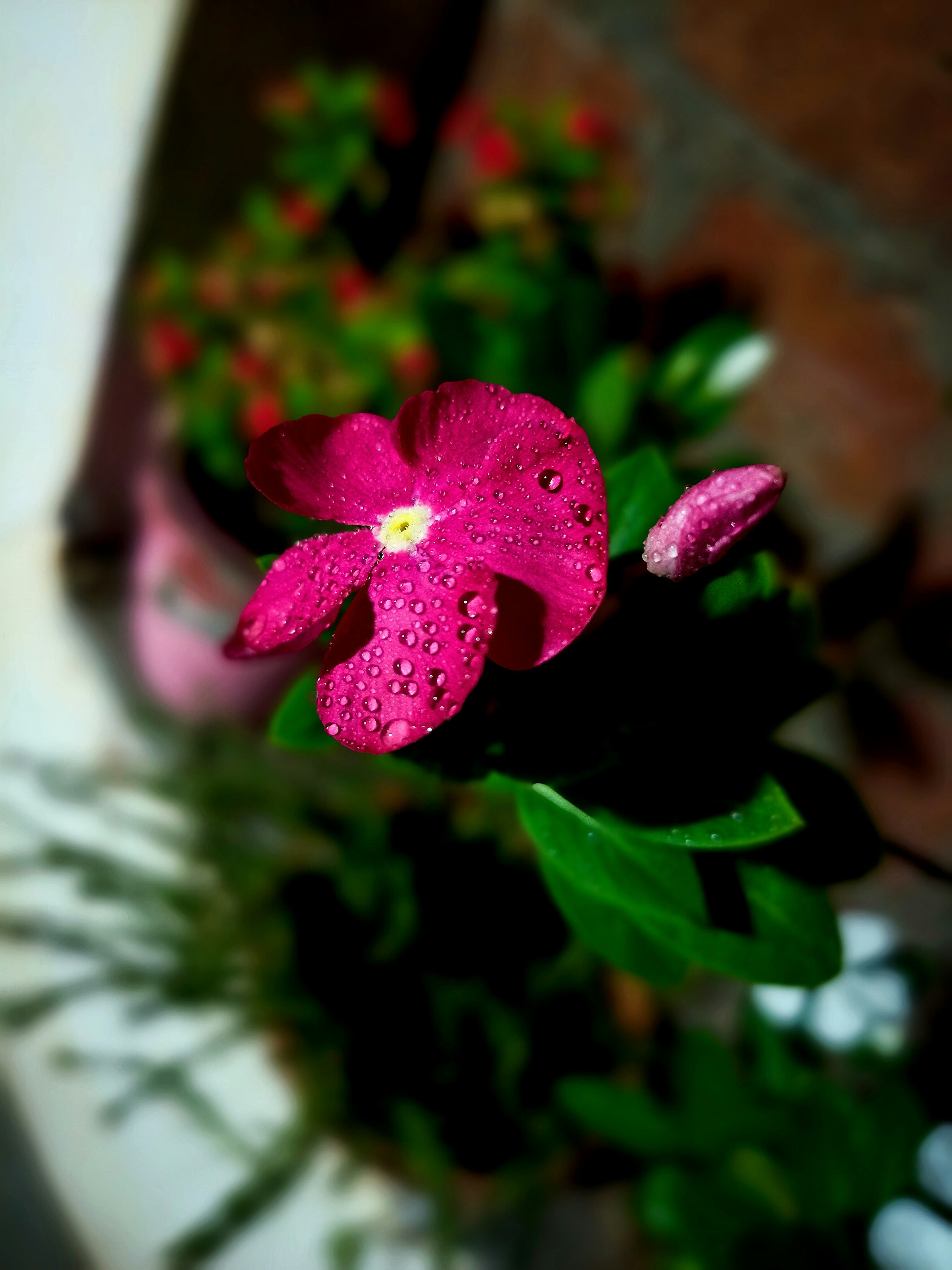 uma flor cor-de-rosa com gotículas de água