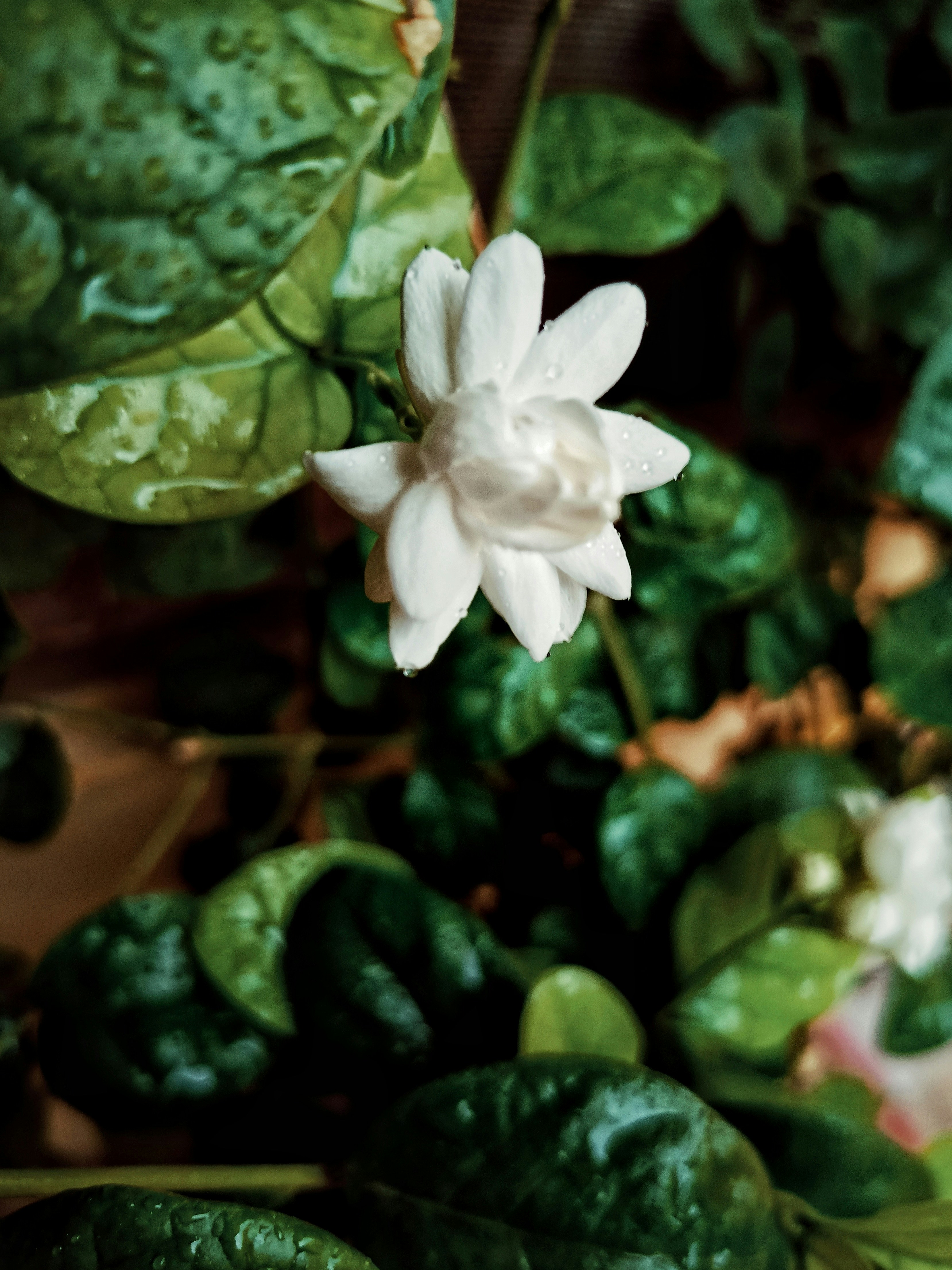 a white flower with green leaves in the background