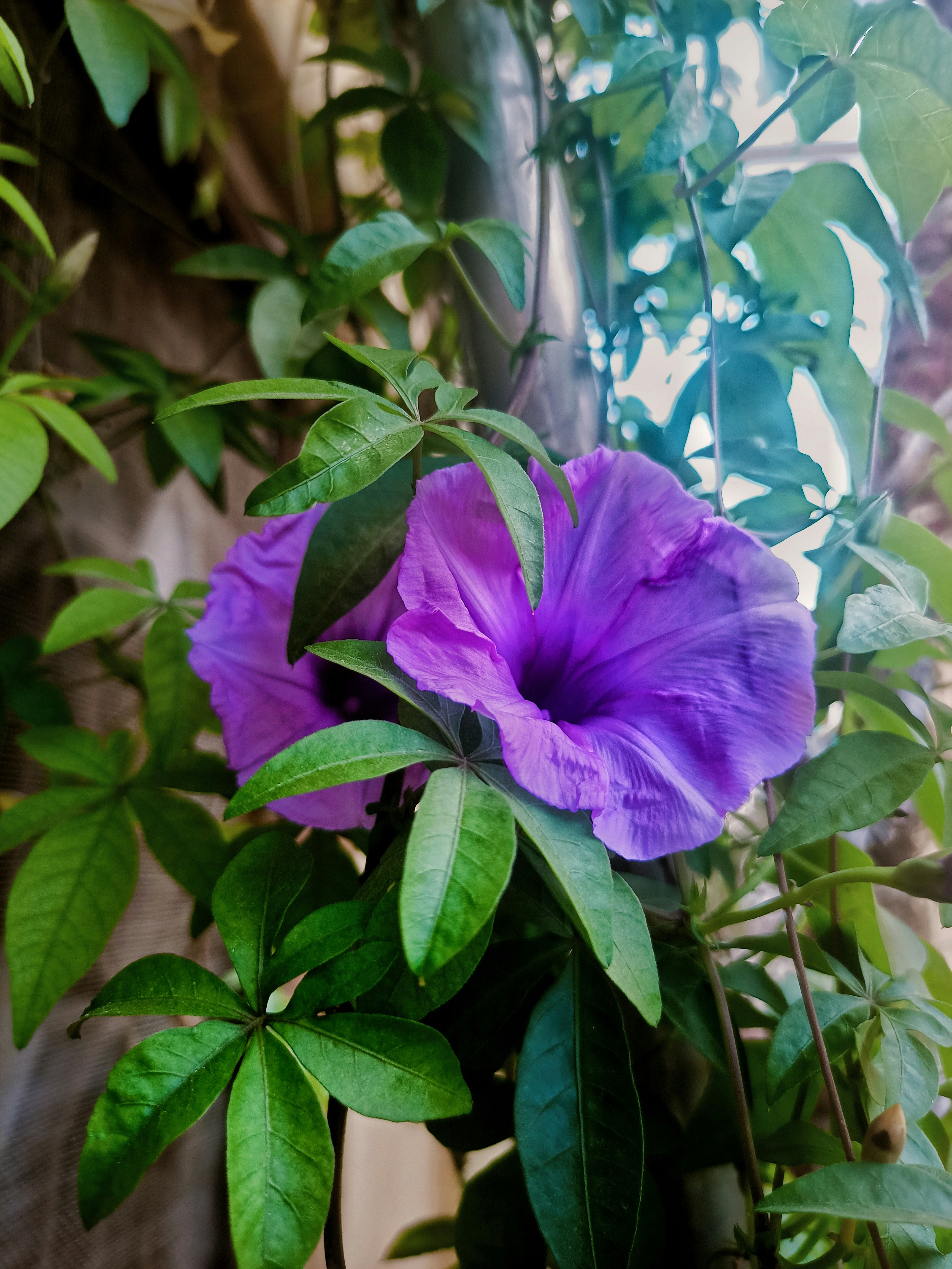 a purple flower sitting on top of a green plant
