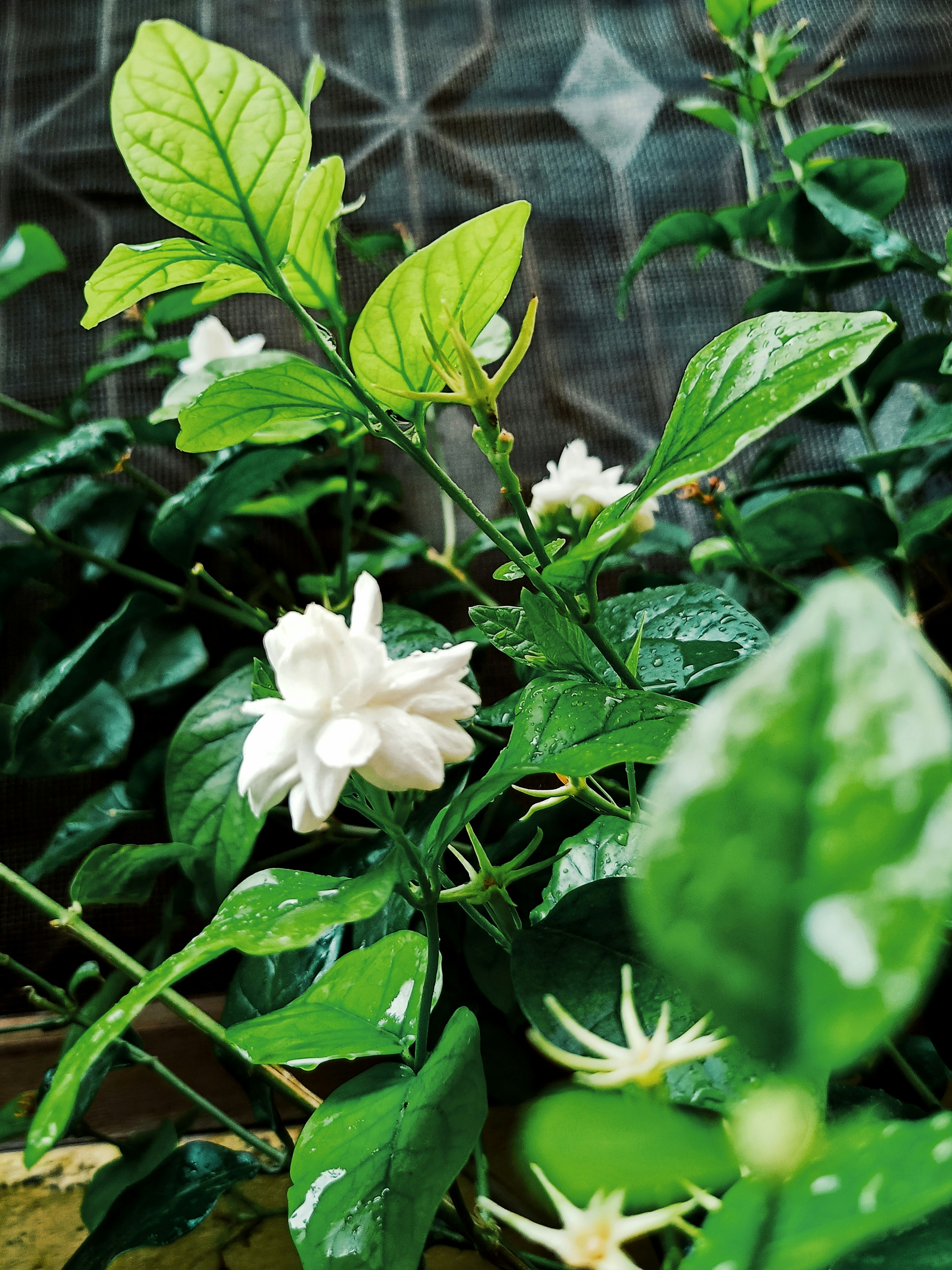 A close up of a plant with white flowers and green leaves photo – Free ...