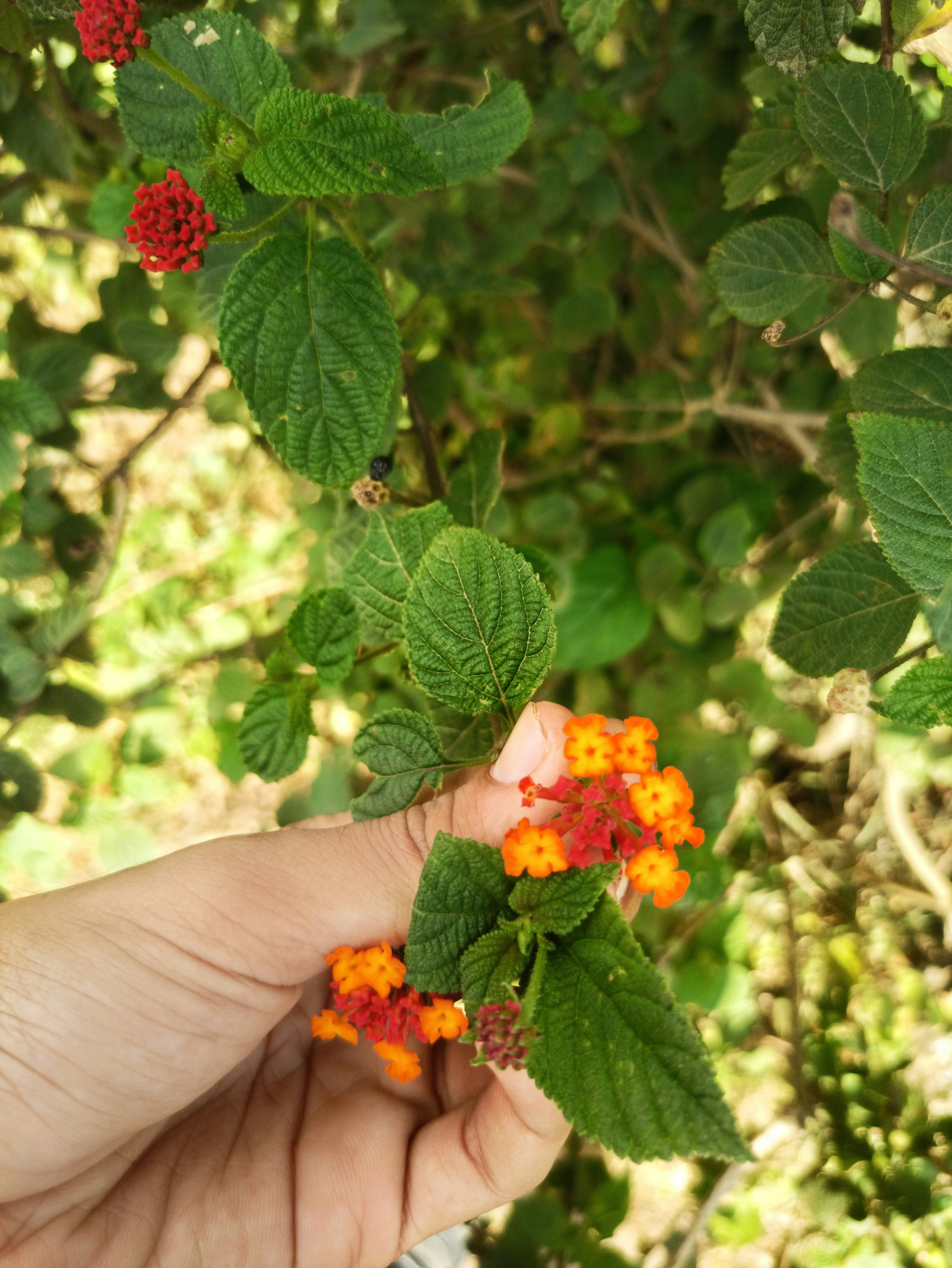 uma mão está segurando uma pequena flor de laranja