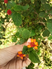 A hand gently holds a cluster of vibrant orange and red flowers surrounded by lush green leaves. The plant appears healthy and is thriving under natural sunlight.