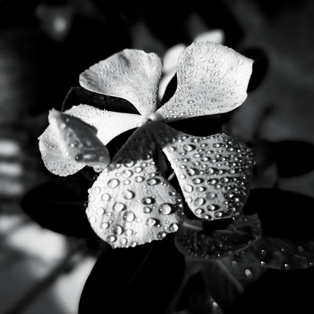 Una foto en blanco y negro de una flor con gotas de agua