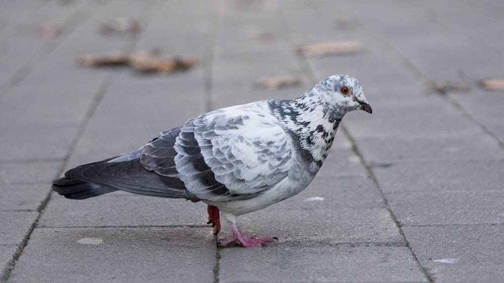 a pigeon is standing on a brick sidewalk