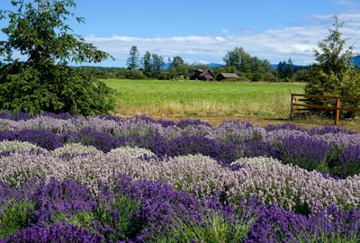 A picturesque landscape featuring lush fields of purple and white lavender with a backdrop of green grass and trees. In the distance, a quaint wooden house sits under a bright blue sky with scattered clouds.