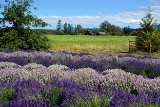 A picturesque landscape featuring lush fields of purple and white lavender with a backdrop of green grass and trees. In the distance, a quaint wooden house sits under a bright blue sky with scattered clouds.