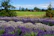 A cozy Provençal house bathed in warm sunlight with lavender fields in the background.