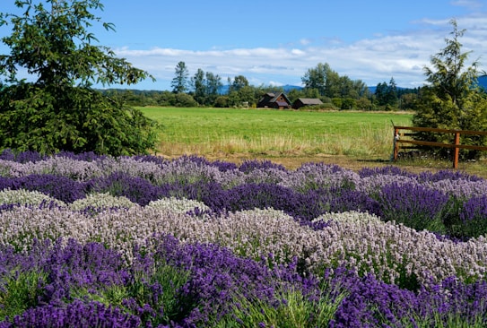 A picturesque landscape featuring lush fields of purple and white lavender with a backdrop of green grass and trees. In the distance, a quaint wooden house sits under a bright blue sky with scattered clouds.