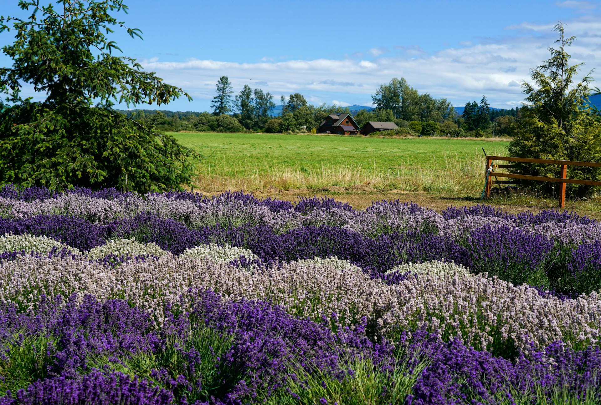 Provence lavender fields