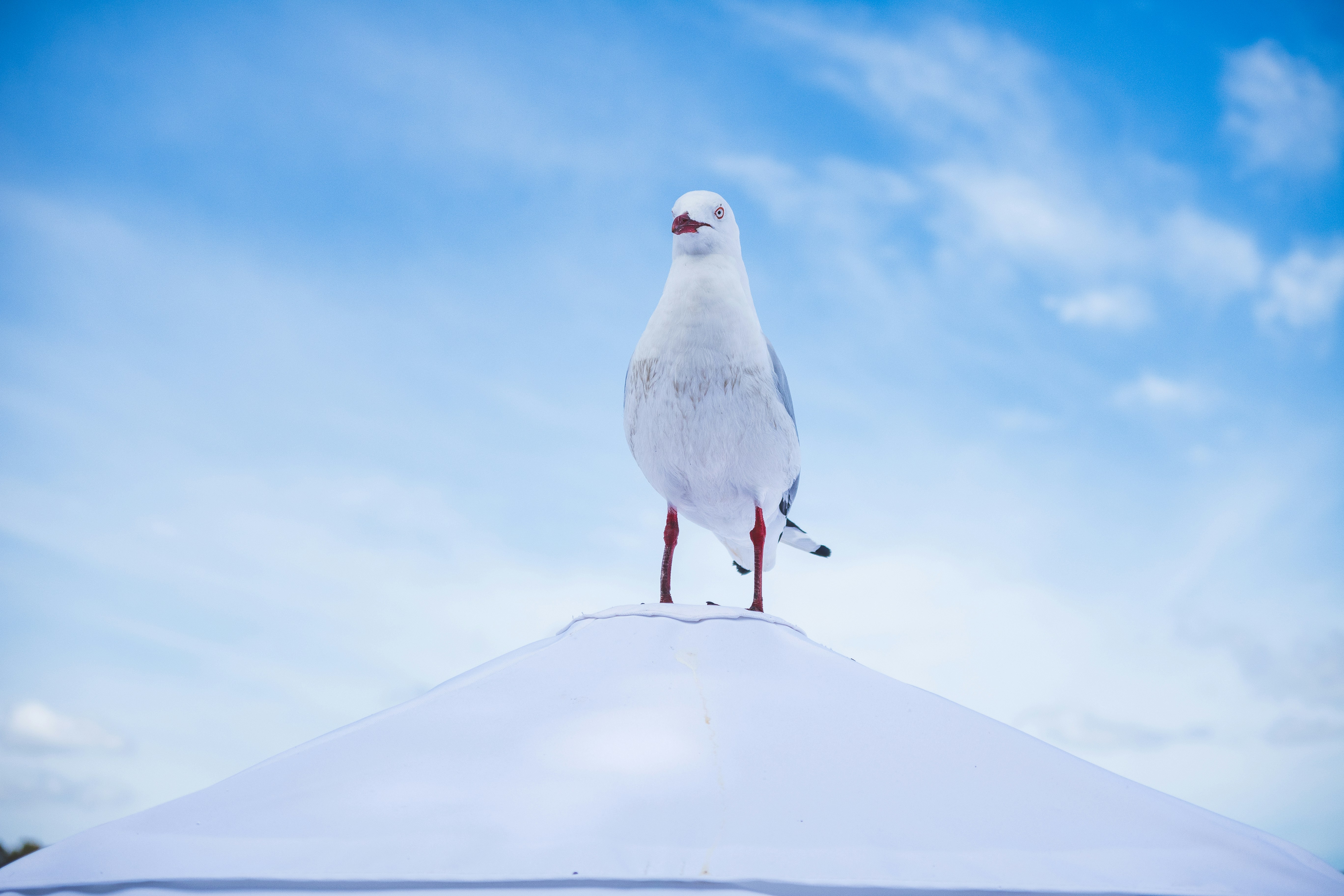 a white bird standing on top of a roof