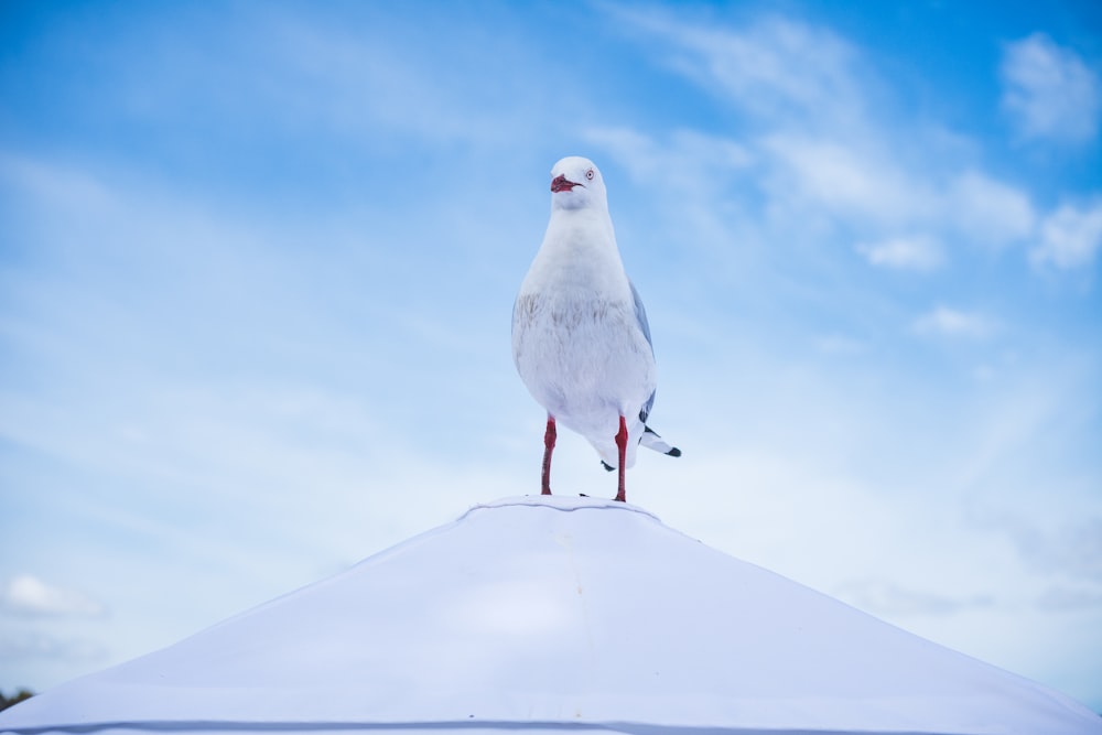 a white bird standing on top of a roof
