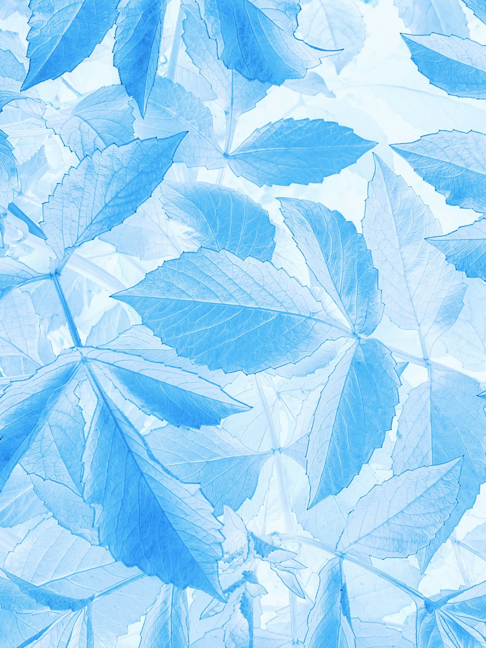 a blue and white photo of leaves