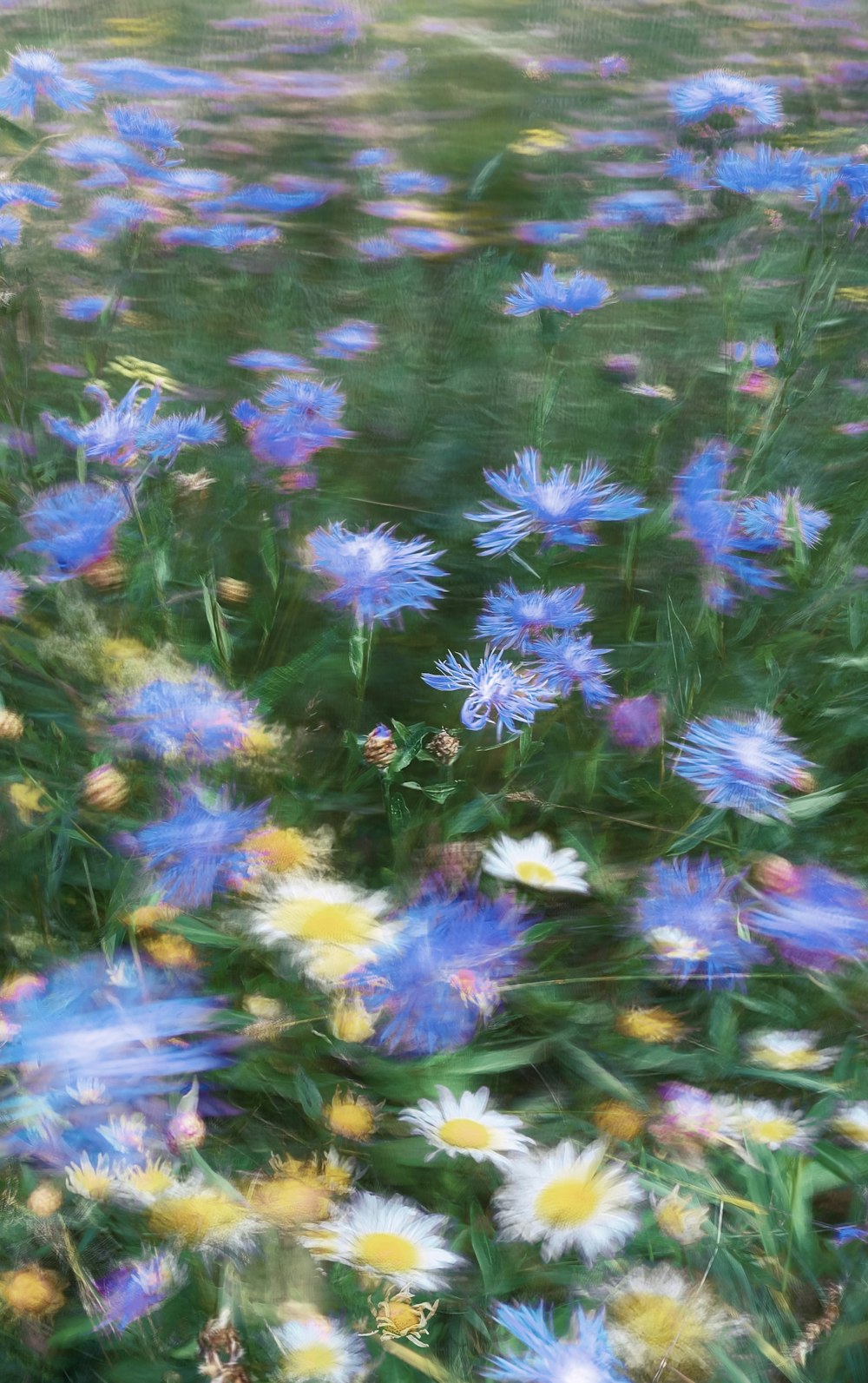 a field full of blue and yellow flowers