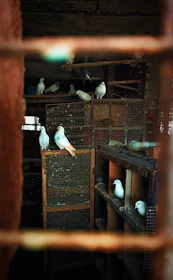 A set of pigeon accessories including feeders, cages, and rings displayed on a rustic shelf.