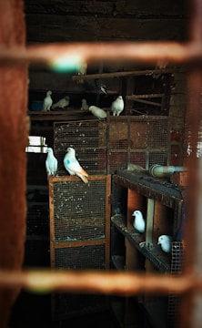 A group of white pigeons situated in an indoor aviary or cage with multiple compartments and perches. The setting appears rustic, with weathered wood and metal wiring making up the structure. The lighting is dim, creating shadows and a moody ambiance.