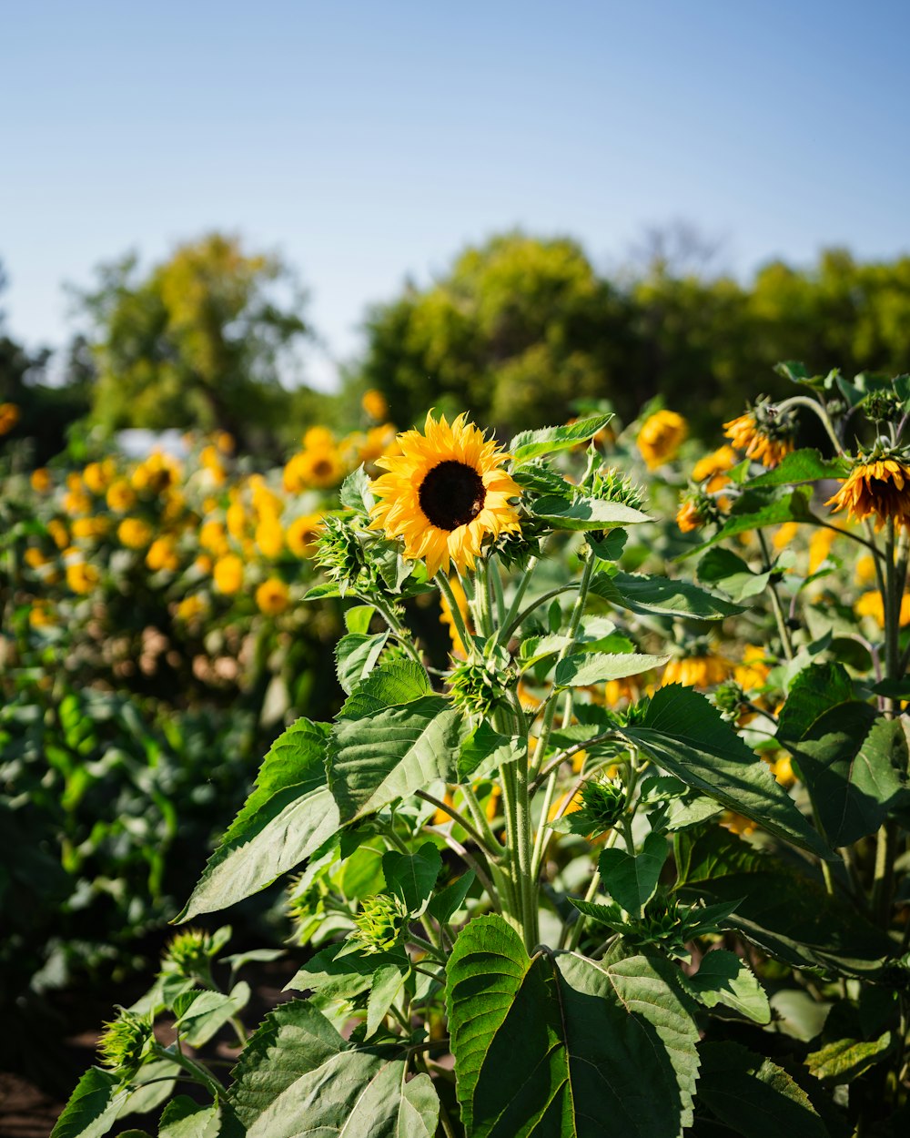 a field of sunflowers with trees in the background