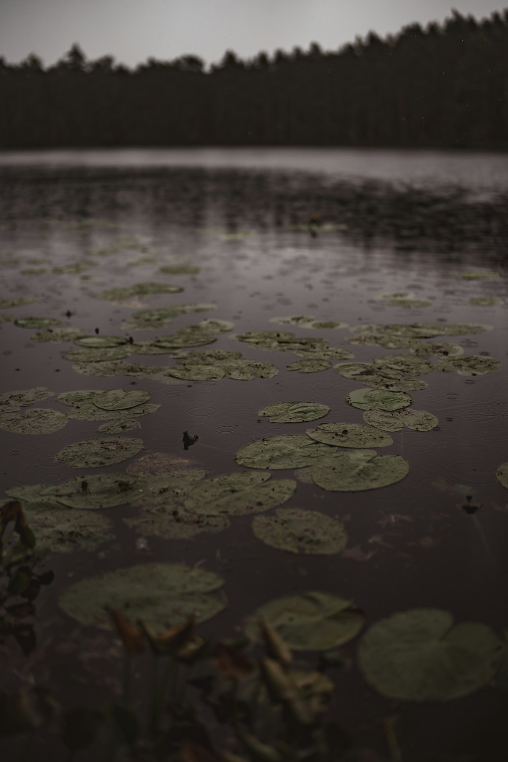 a body of water filled with lots of lily pads