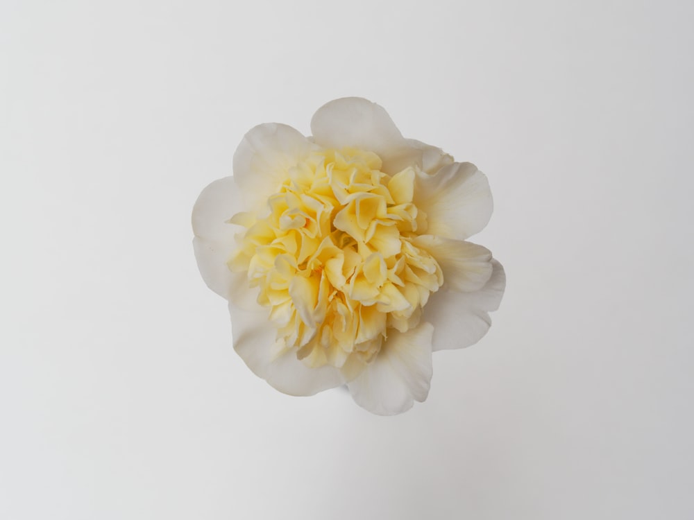 a white and yellow flower on a white background