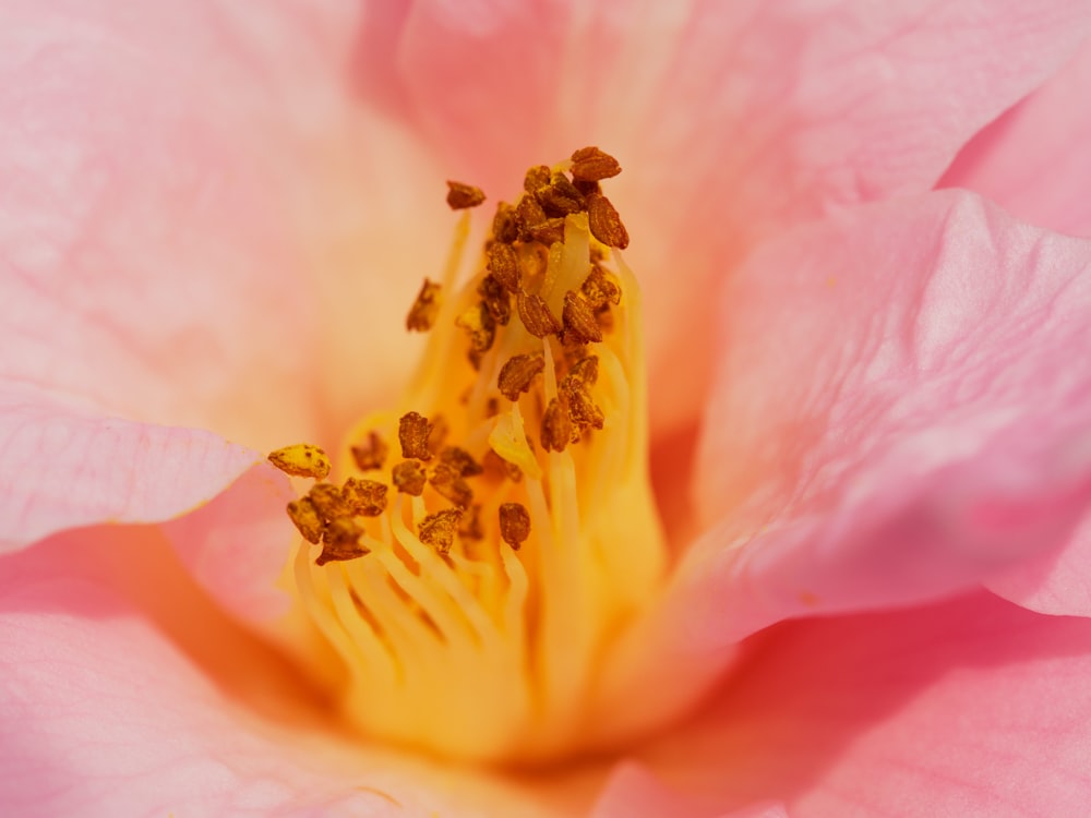 a close up of a pink flower with yellow stamen