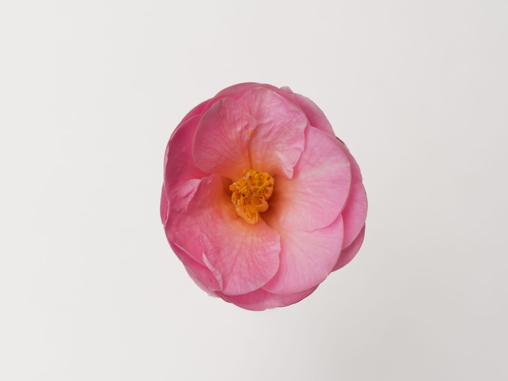 a pink flower with a yellow center on a white background