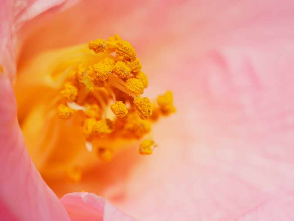 a close up of a pink flower with yellow stamen