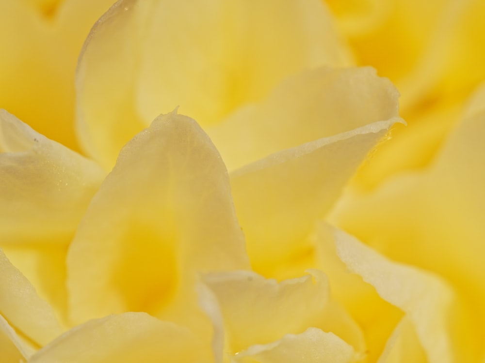 Vue rapprochée d’une fleur jaune