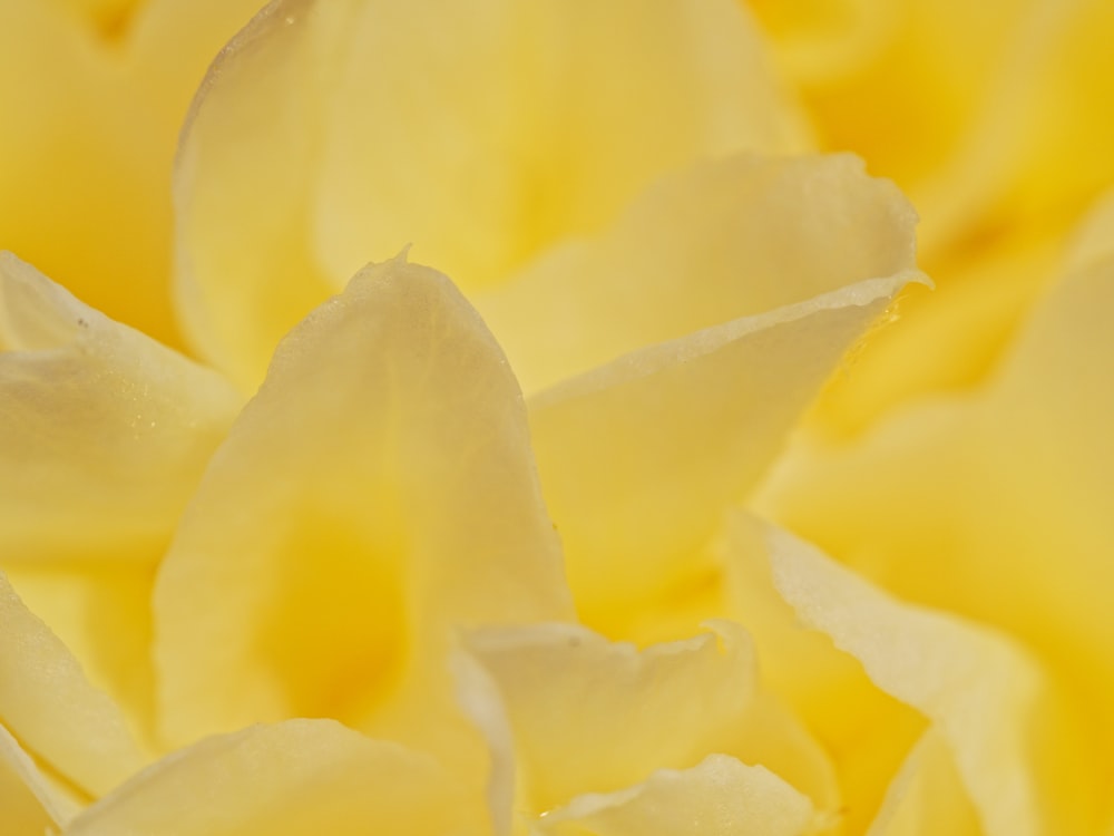 a close up view of a yellow flower