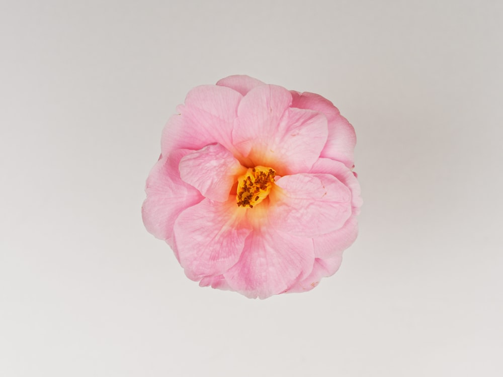 a pink flower with a yellow center on a white background