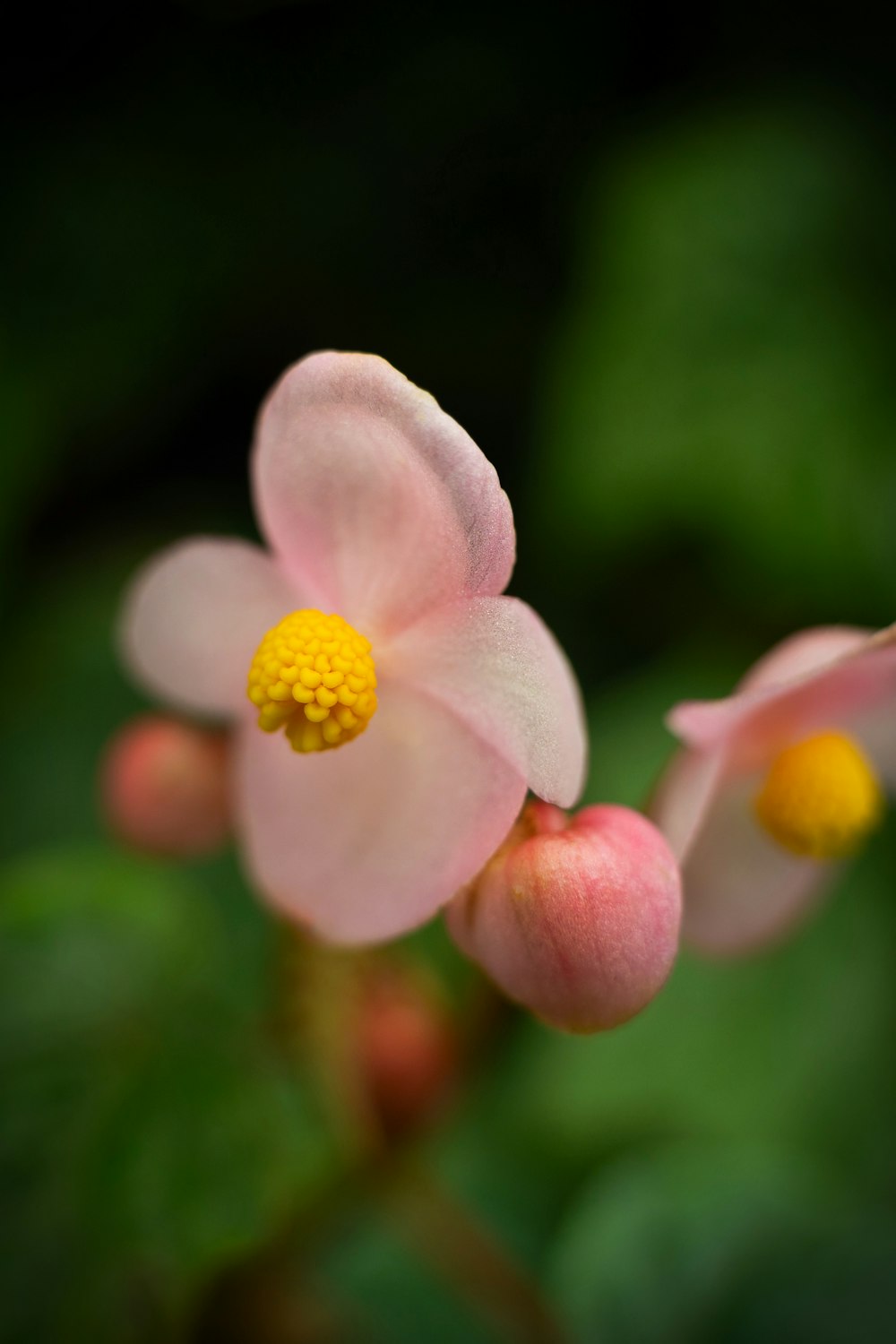 a close up of a pink flower with yellow stamen