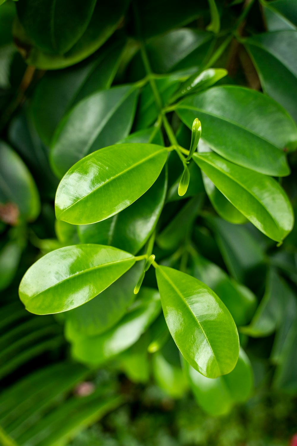 a close up of a green leafy plant